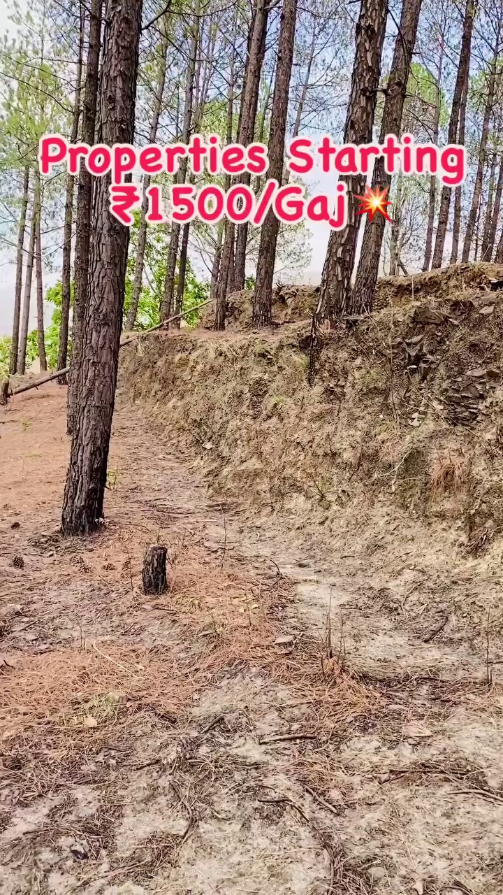 Dlf Plots In Kasauli