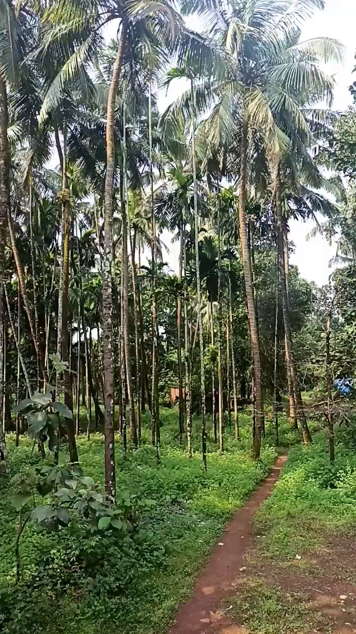 Plot For Sale In Paonta Sahib